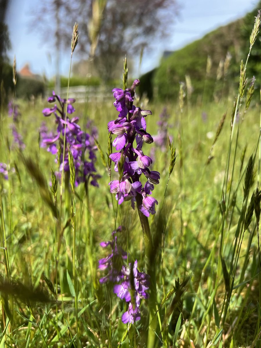 They’re back @thenewgalaxy @Rhizowen @Choclette8 Green winged orchids on a Lymington verge. Plus beautiful sweet vernal grass that, thanks to the rain, has grown faster than the orchids. #SixonSaturday