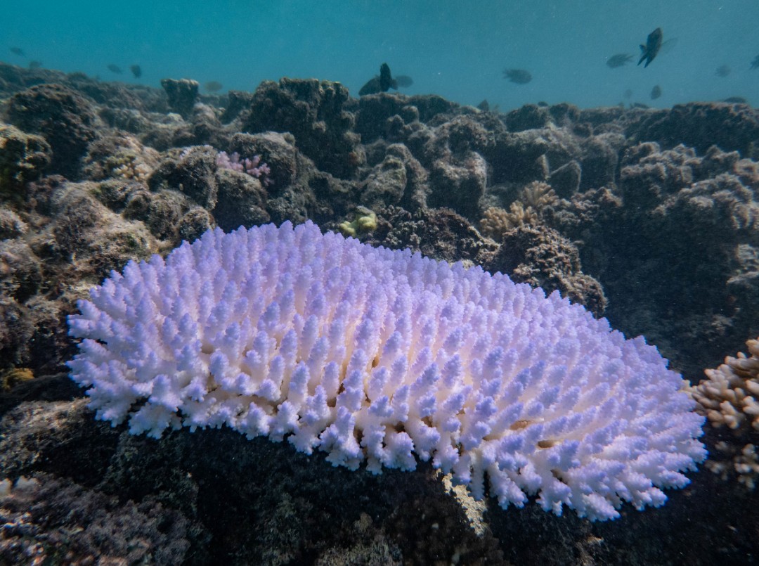 The abnormal fluorescence of this coral is a sign of bleaching-related stress #marineexplorer flic.kr/p/2pJWGY5