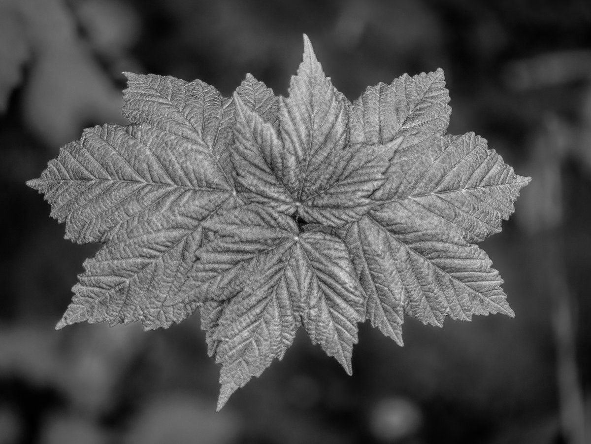 New leaves 
#bnw_macro #macrophotography #blackandwhitephotography #ThePhotoHour #BlackAndWhiteMacro #MacroHour