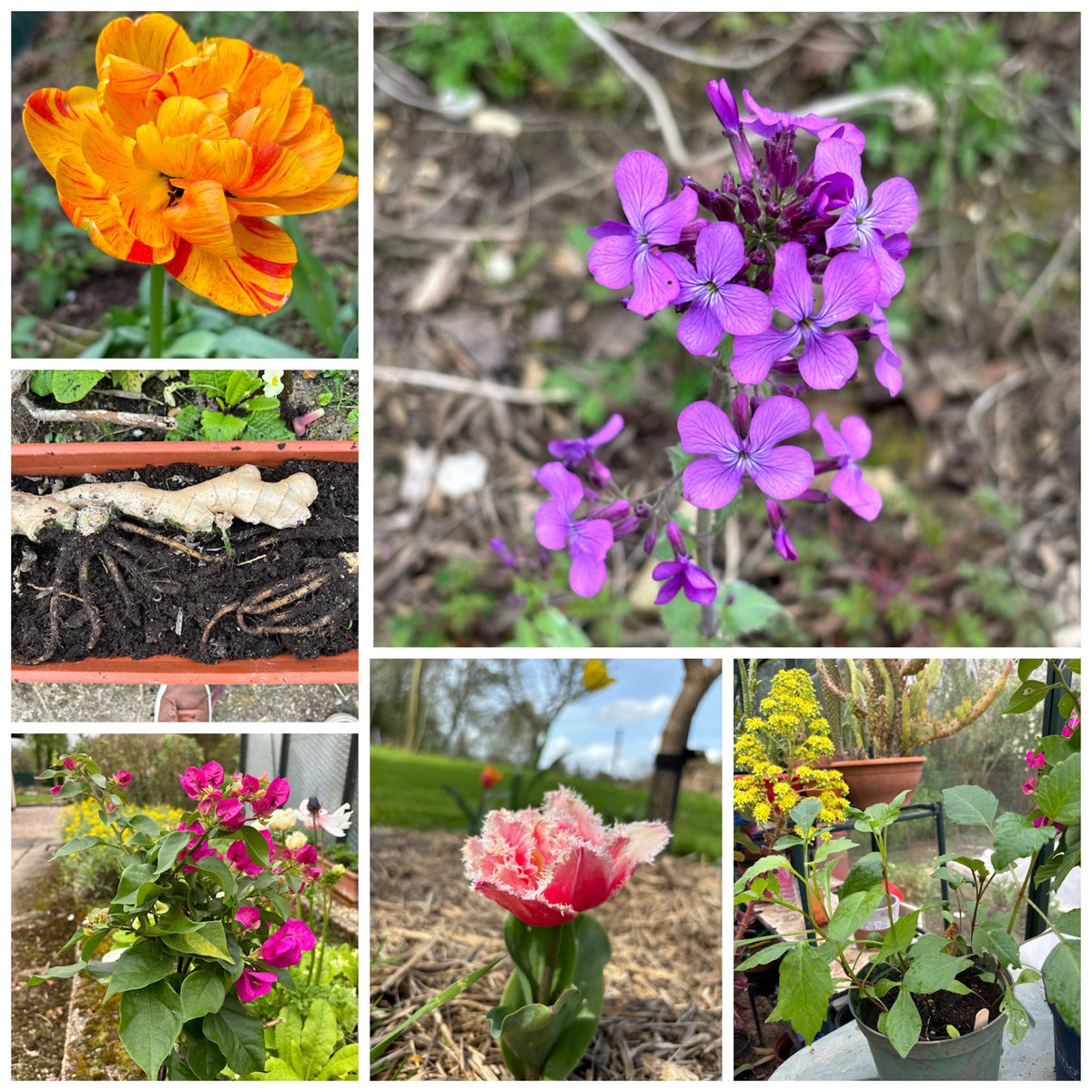 In today’s #sixonsaturday 13-04-24 you’ll find 2 tulips, honesty, ginger, dahlias and bougainvillea. fredgardenerblog2.wordpress.com/2024/04/13/six…