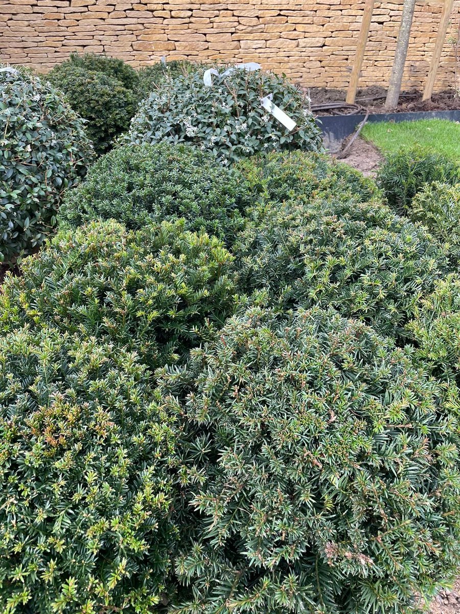 We're adding these lovely taxus and osmanthus topiary domes to our design and build project in the Cotswolds. These are great alternatives to box for adding year-round structure. There's also the bonus of flowers on the osmanthus Beautiful plants from @HortusLoci #gardening