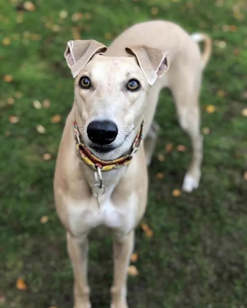 Yesterday The Lovely One (Nala) was returned to us after 6 years in a home, but went straight to a new home with a couple in Sheffield. Nala failed to win in 5 races @TowcesterRaces in 2017/18 We have homed 31 this year, but our overall total remains 2,446 different greyhounds.