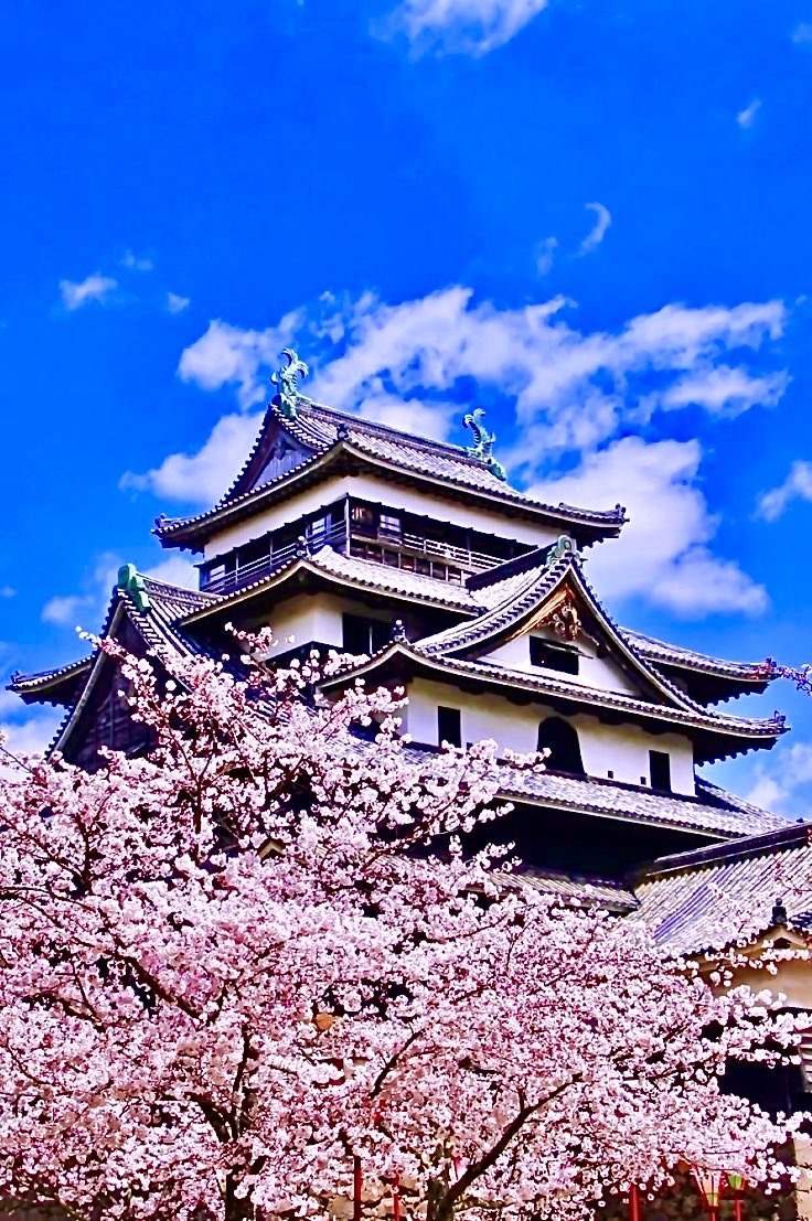 『松江城』島根県 日本🇯🇵🗾🏯🌸🌸🌸🌿