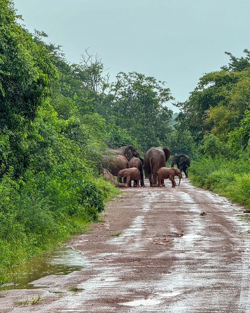 Akagera National Park is home to several wildlife species including elephants, Zebras, and more. We organize Signature Safaris to Akagera and other Rwanda tour destinations. Email us for more. 🔗signature-africa.com 📧info@signature-africa.com