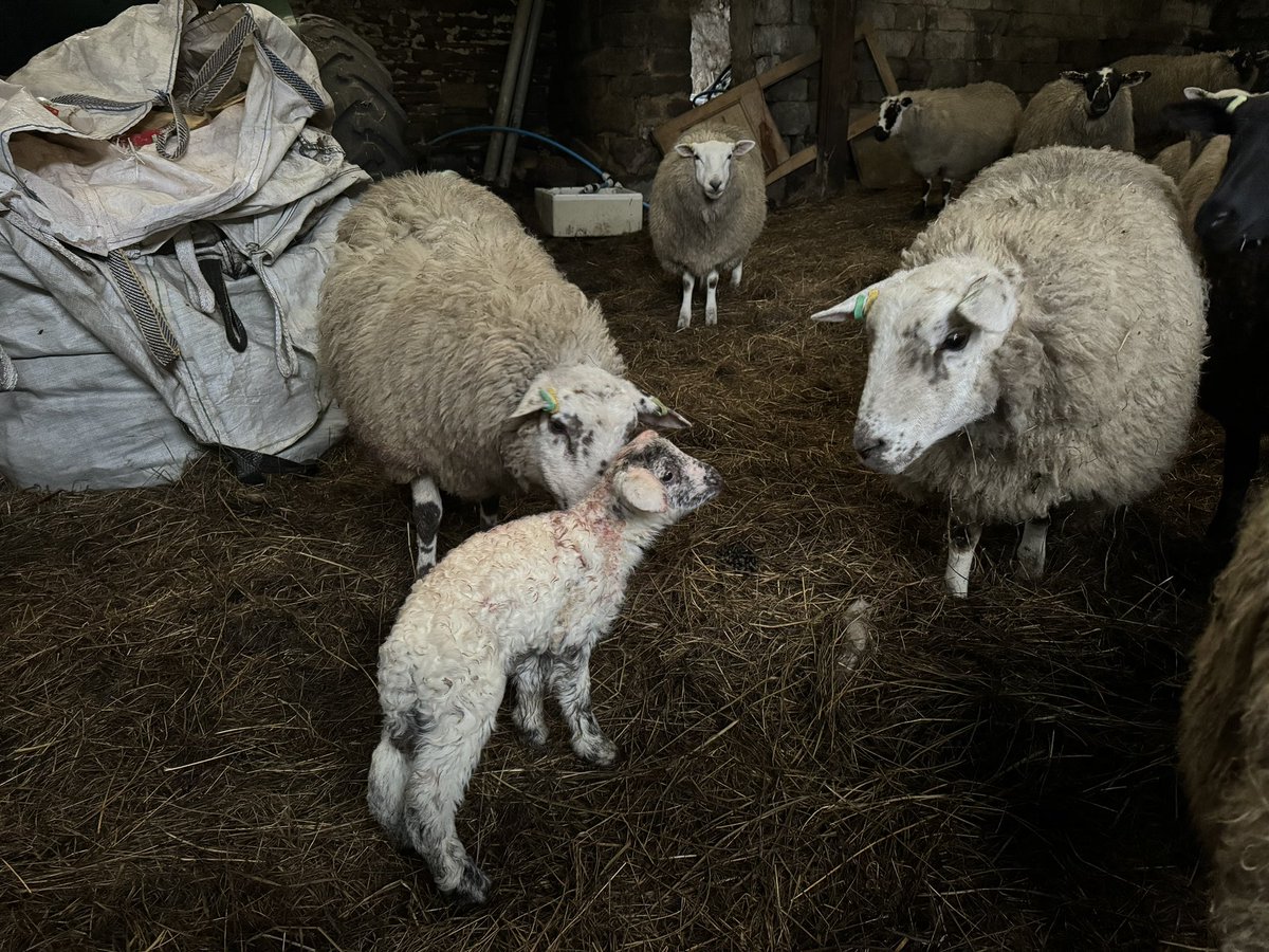 PeterGittins1's tweet photo. Lambing time https://t.co/NH40CUQPtV