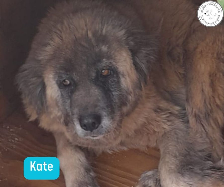 Kate is without a food sponsor, can you help her? It costs £10 a month to keep her tummy full donorbox.org/donate-to-dog-…
paypal.com/paypalme/dogde… (ref Kate)   
or join #KibbleClub, if we had enough members at just £2 a month we wouldn't need monthly asks for the dogs