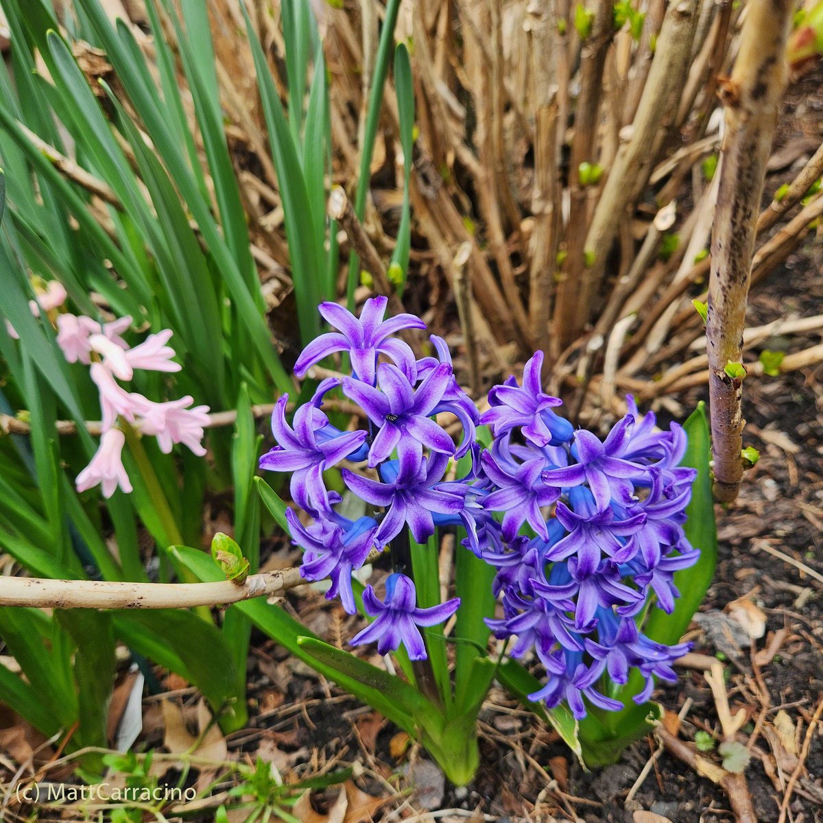 Finally Bloomed 😃 HaPpy Saturday! #hyacinth #springflowers