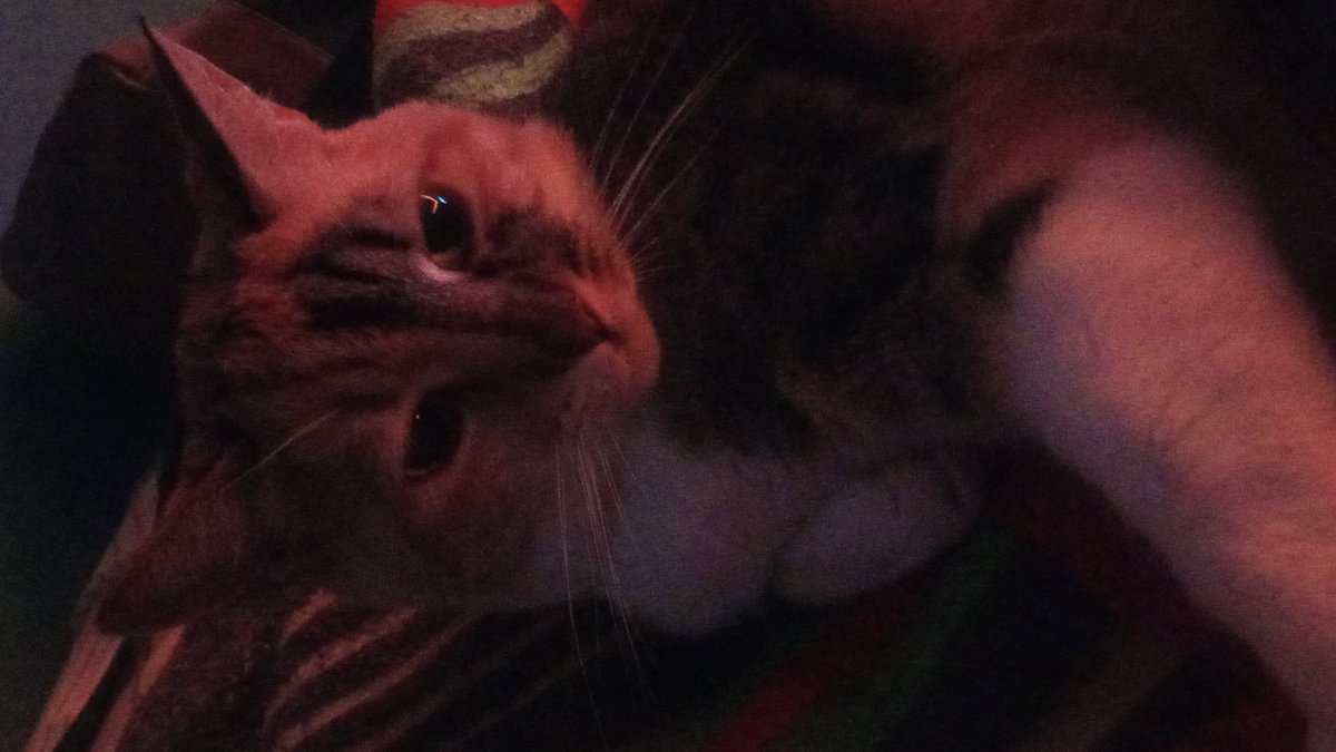 Nashplc_fckyea's tweet photo. @Arisitaani Qué pena
Mira mi gata https://t.co/yZ2BiArsBc