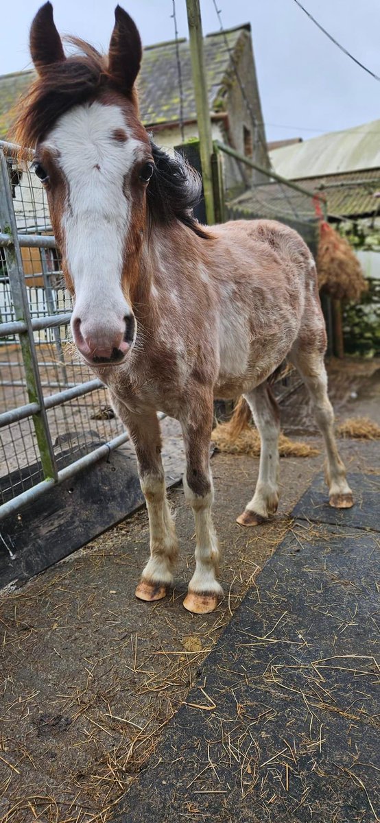 Another young colt taken from the horse pound. It is never ending at the moment. This gorgeous boy is as sweet as can be! Let down by humans but still so forgiving. Oh beautiful Chester, your new life has just began. 💕 donate.mylovelyhorserescue.com/one-off/?fbcli…