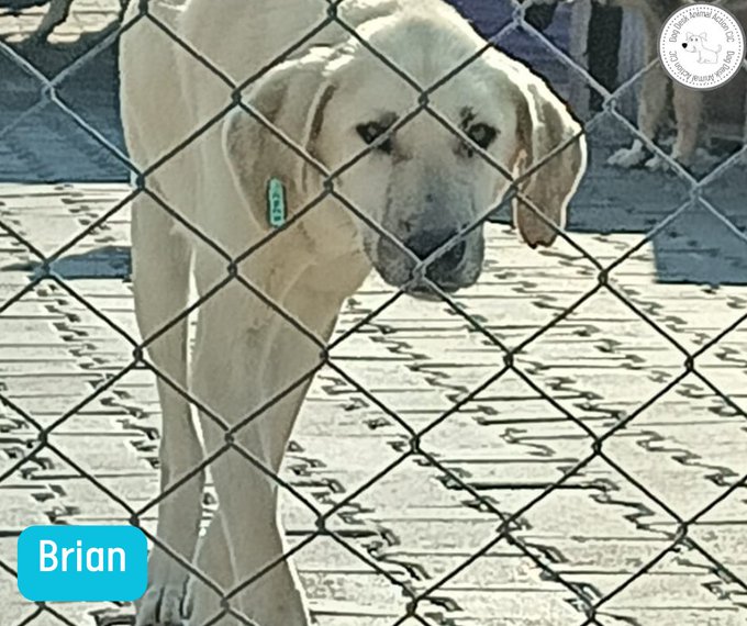 Brian is without a food sponsor, can you help him?  It costs £10 a month to keep his tummy full donorbox.org/donate-to-dog-… paypal.com/paypalme/dogde…
(ref Brian)   or join #KibbleClub, if we had enough members at just £2 a month we wouldn't need monthly asks for the dogs
