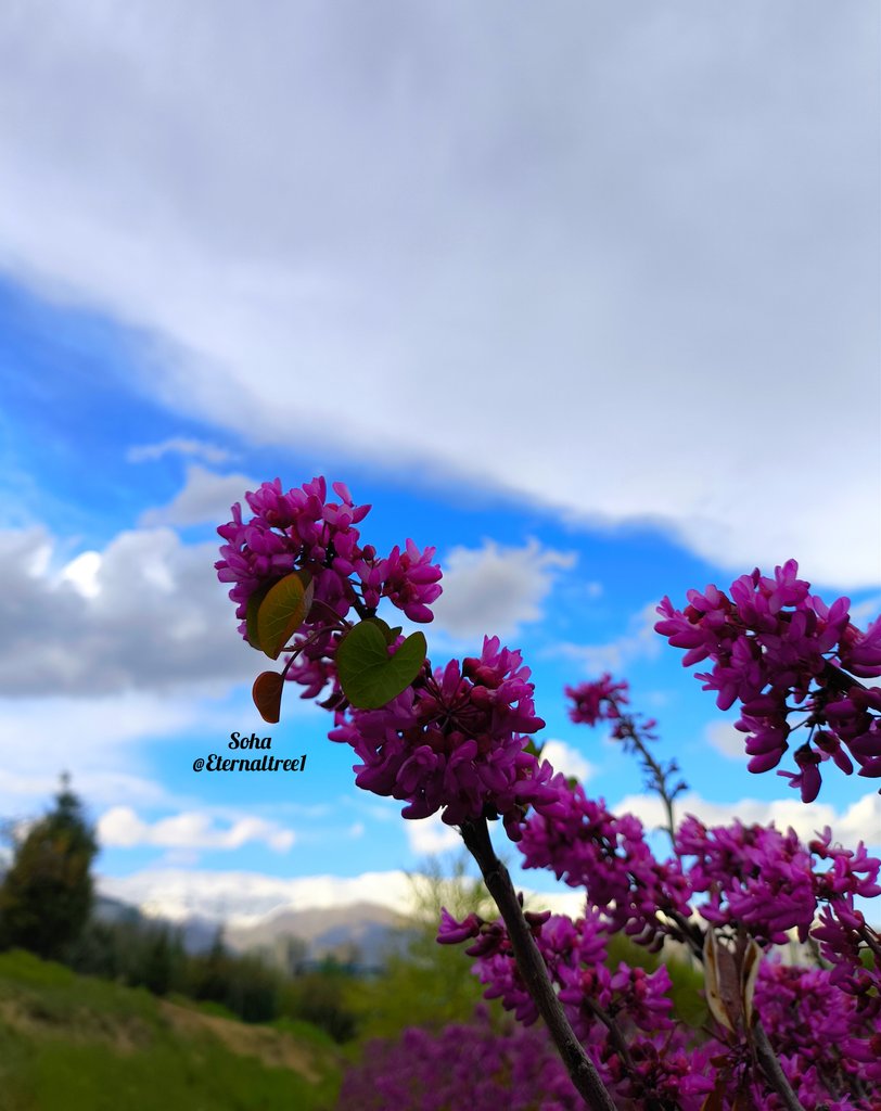 Details of spring 💚 #savetrees #saveforests #naturephotography #mountains #hyrcanianforests