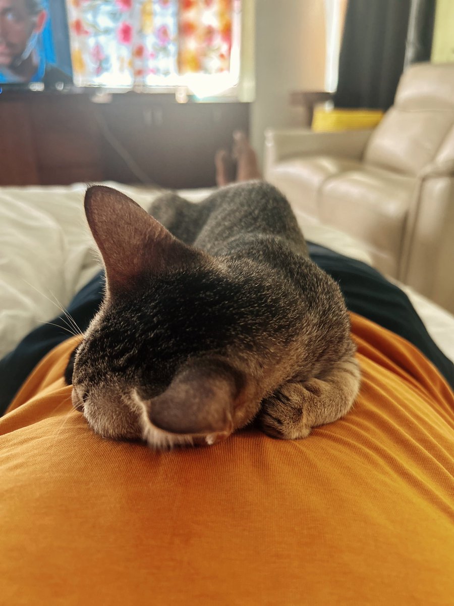 i_shankar's tweet photo. It has been quite fulfilling to adopt kitties. 4 months ago I wouldn’t have had the mind to adopt one let alone 5. I wasn’t a pet person at all. 

Meet Puli (tamarind) ~4 months/female. Loves to sleep next to me and sometimes on me. https://t.co/JHe1HRABmR