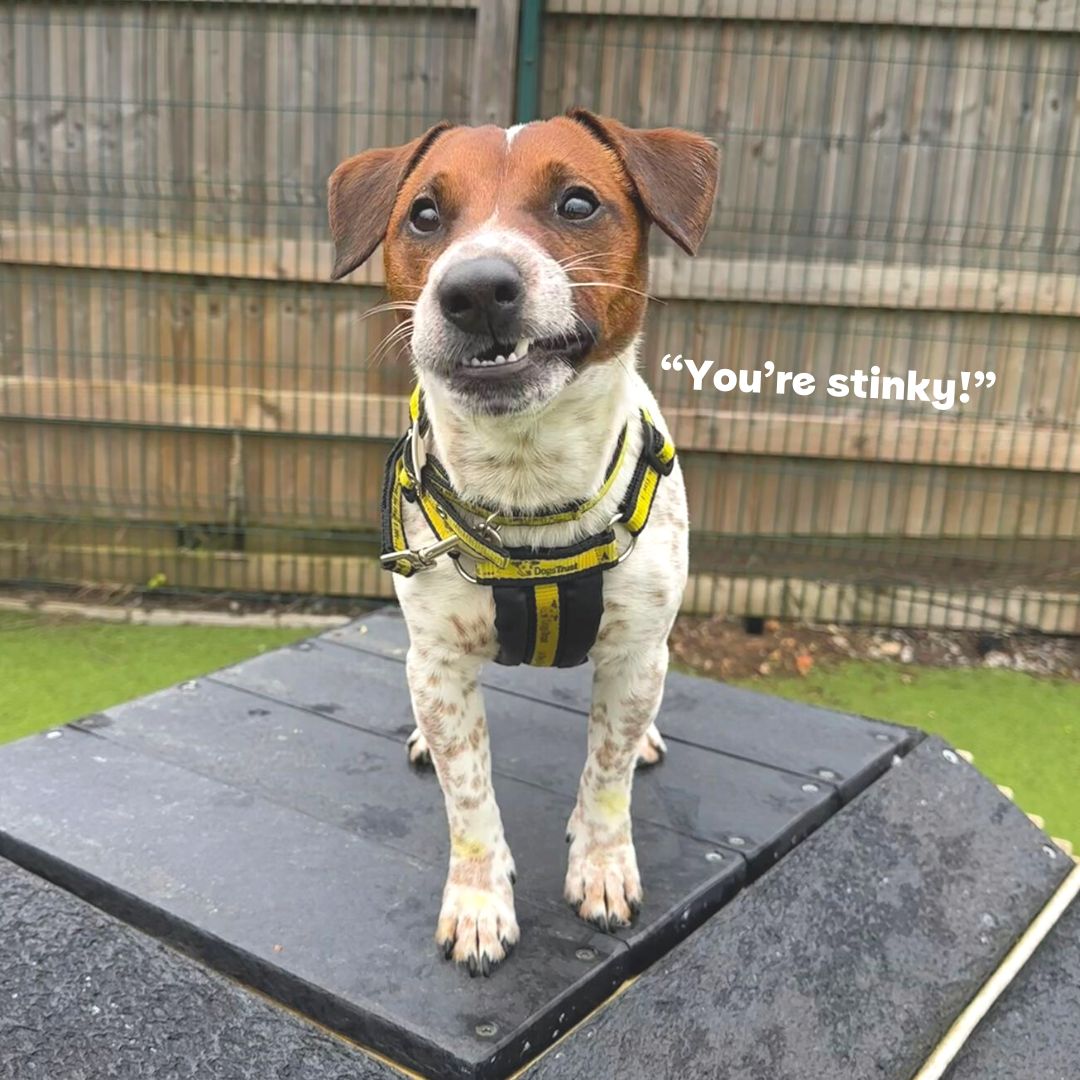 Nugget thinks you're stinky... in a good way! 🤣

Smell is very important to dogs. Sniffing is a natural behaviour and is a key way our dogs gain information about their environment.

#JackRussellTerrier #Adoption #rehoming #rescue #ADogIsForLife #DogsTrustWestLondon