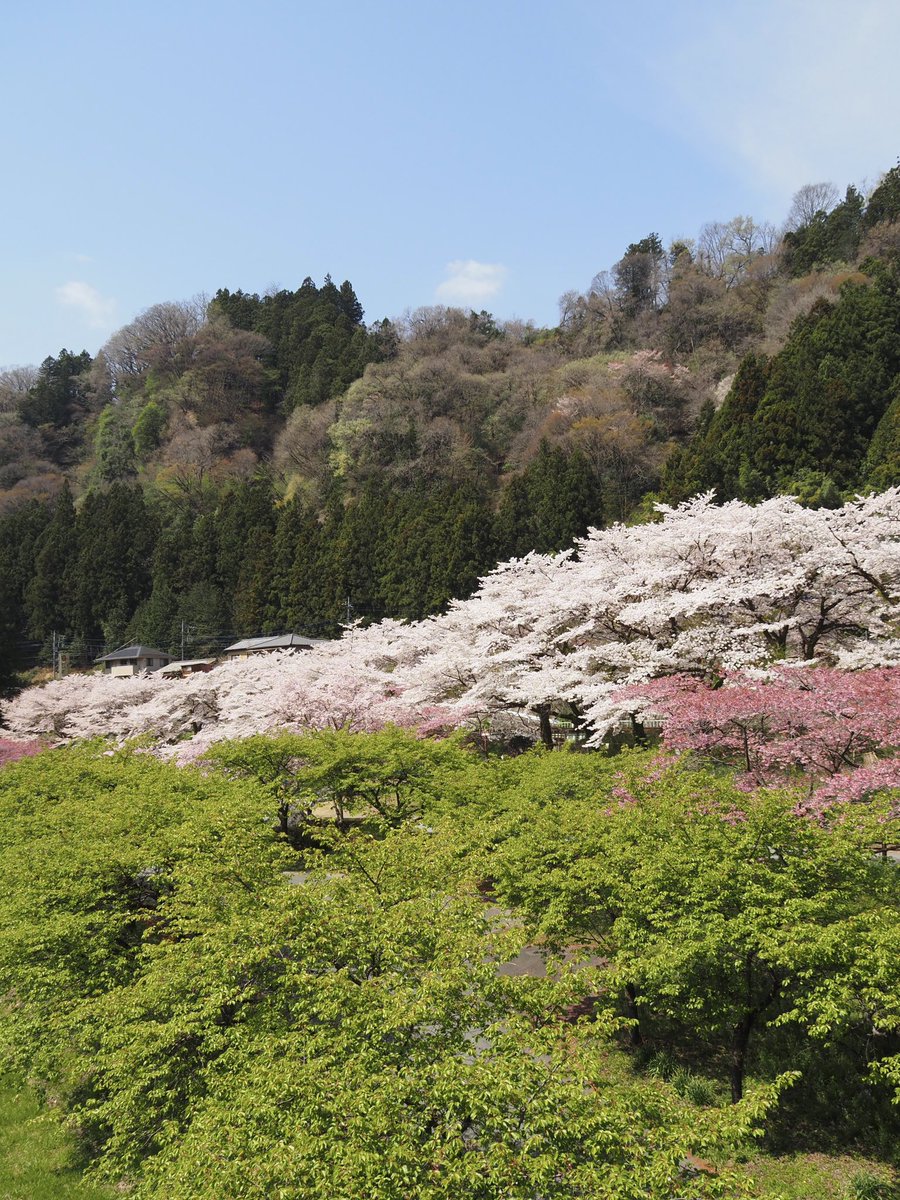 わたらせ渓谷鐵道の水沼駅(群馬県桐生市)周辺では、まだ桜がほぼ満開。撮影の方も多数。
標高約200m。