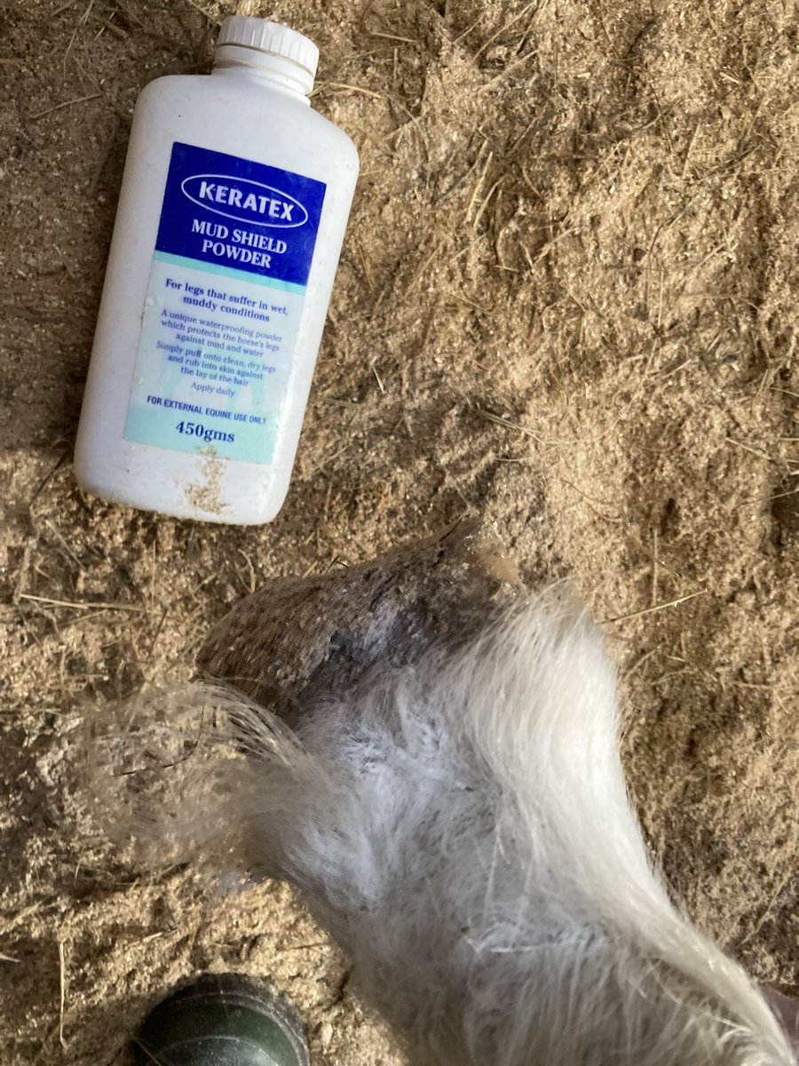 Love using <a href="/KeratexHoofcare/">Keratex Hoofcare</a> Mud Shield Powder on our horses legs to protect their legs. This was us applying it to one of our mini Shetland’s legs before turnout. An essential product for wet seasons !