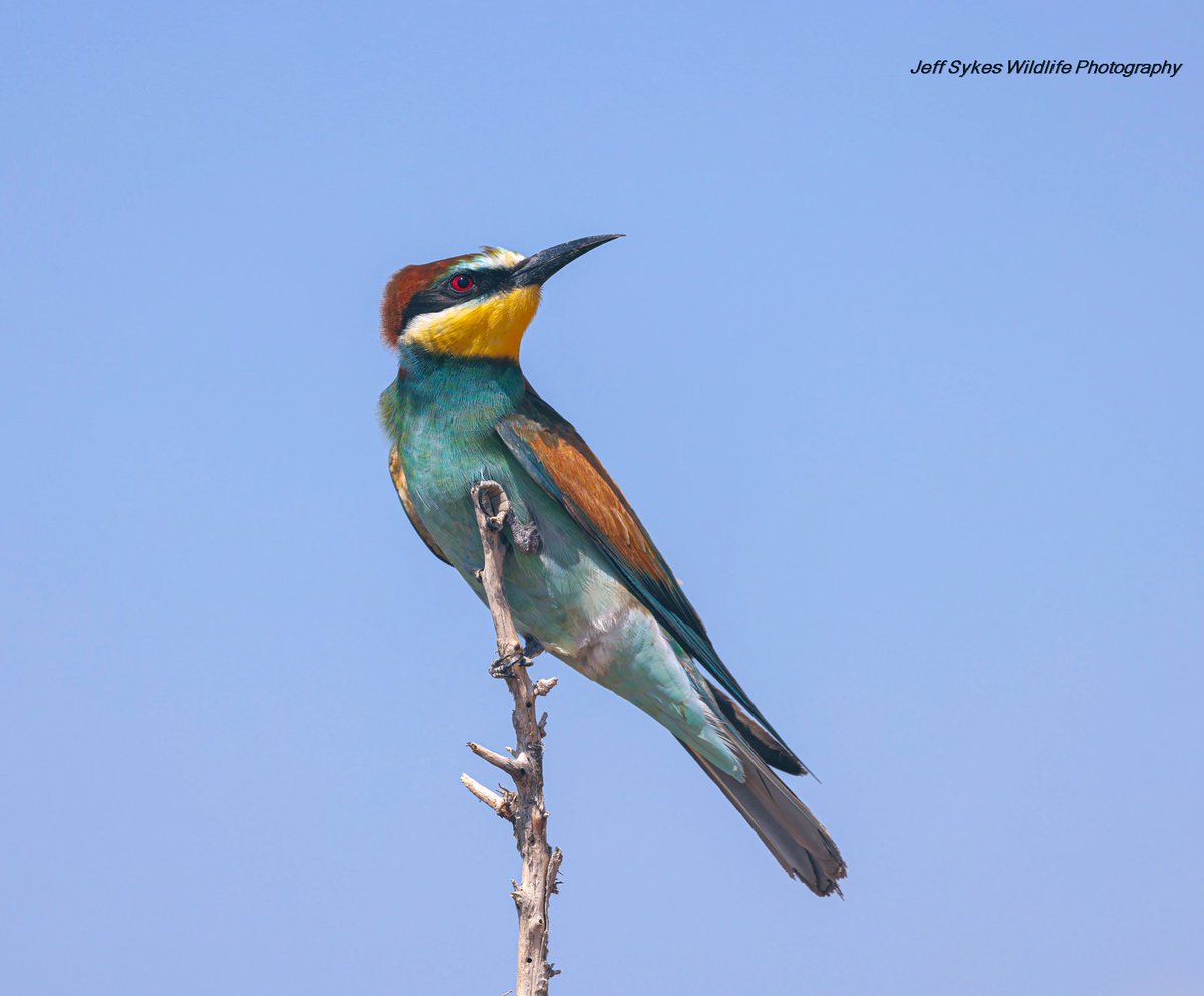 European Bee-Eater Cyprus 🇨🇾