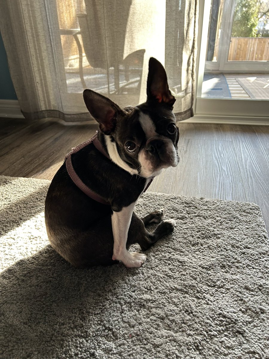 Anybody else have a dog who strikes weird “casual” poses?
Meet Saturday in a sunbeam, Ellie.
#BostonTerrier #DogsofTwitter #TooCute