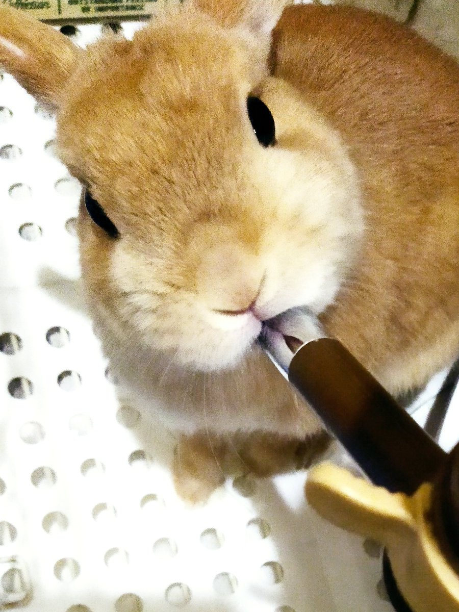 めっちゃ、飲みます🐰〜

#うさぎのいる暮らし
 #FM802 
#ずっと真夜中でいいのに