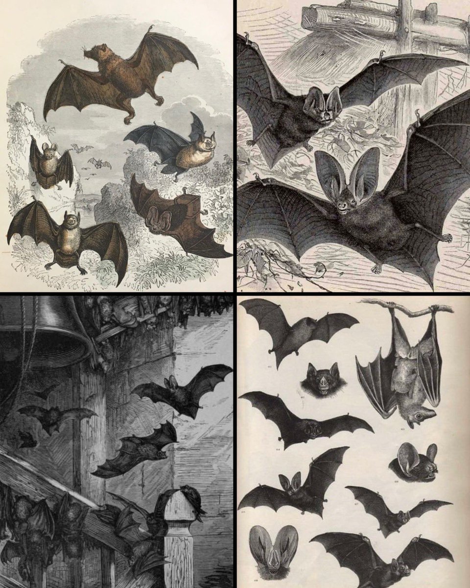 19th century illustrations of bats