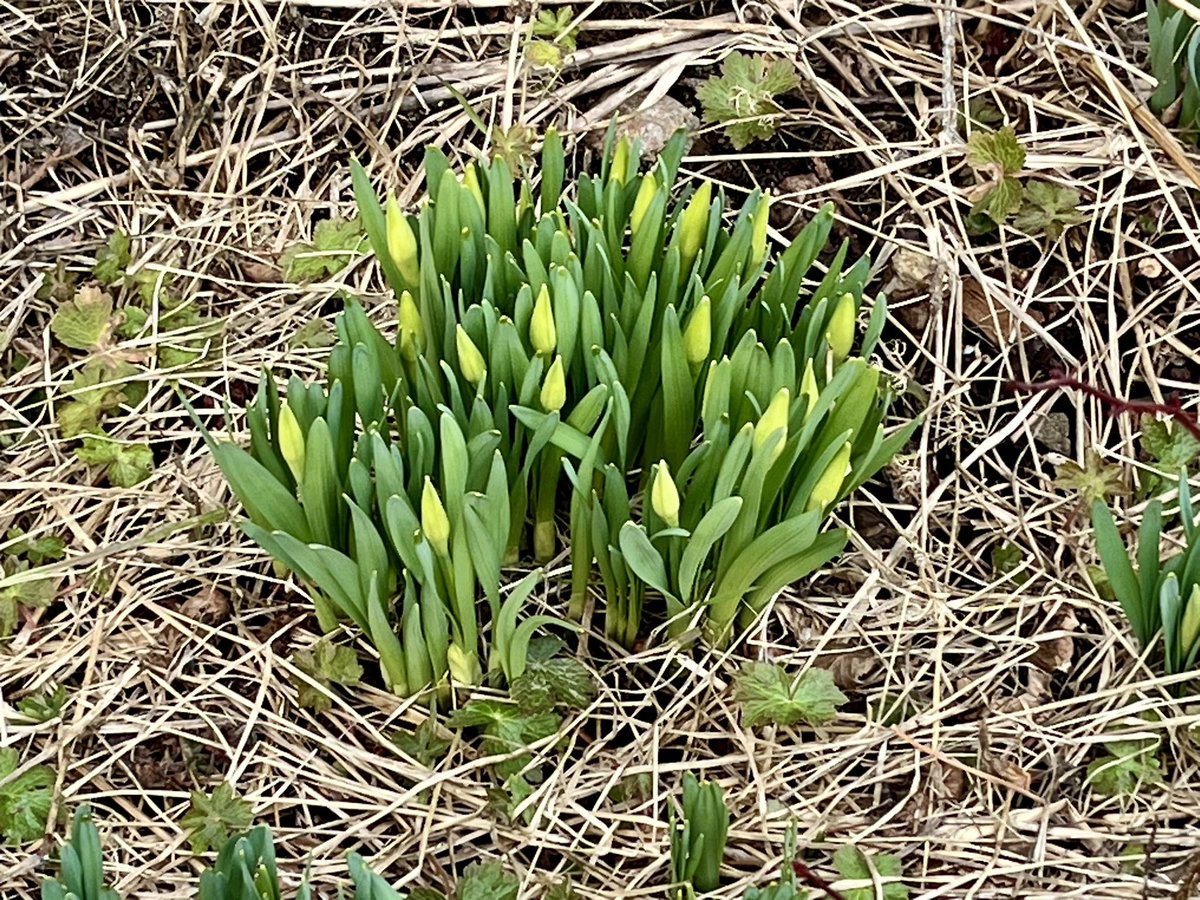 The daffodils continue to grow and will soon be in bloom. All of these things are happening so soon this year.