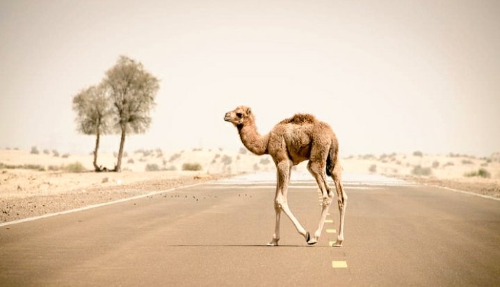 चल अकेला....🐪🐪 रोड़ #थार_रेगिस्तान