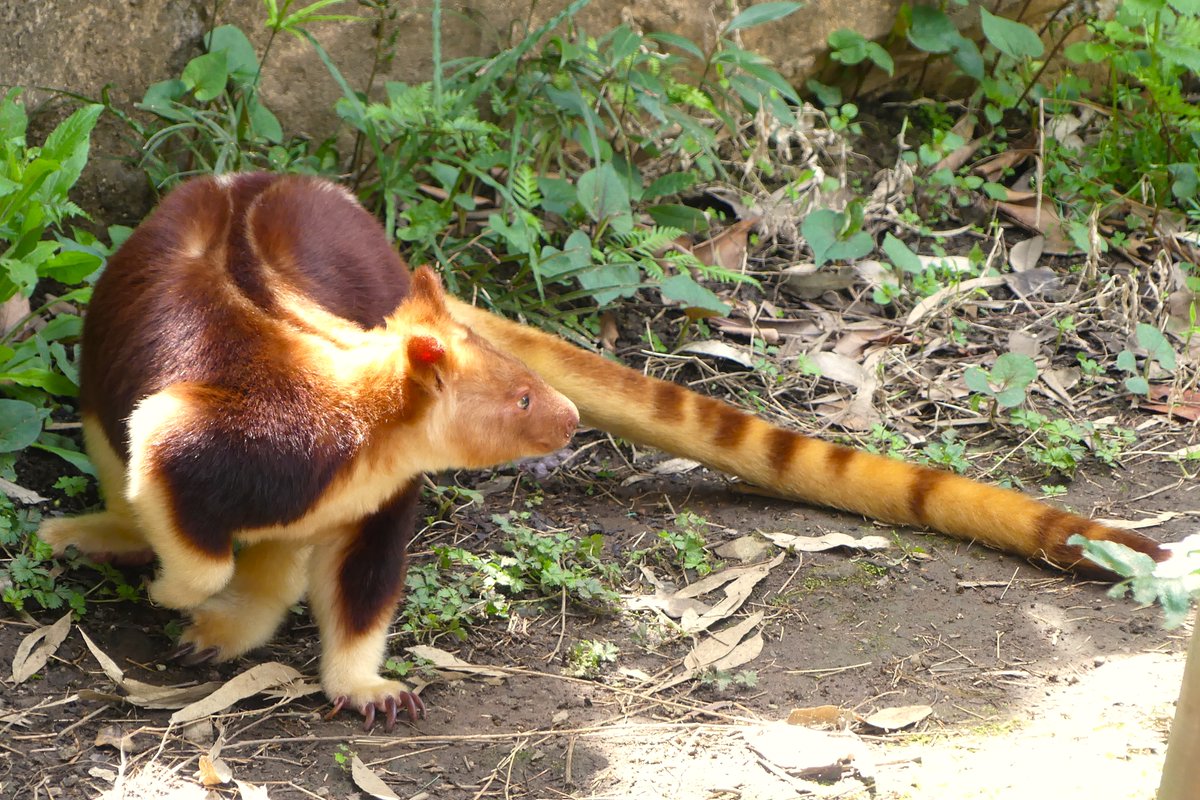 タニさん、しっぽがとても長いんだね☺️
📷2024.4.13
#ズーラシア #よこはま動物園 #ZOORASIA
#セスジキノボリカンガルー