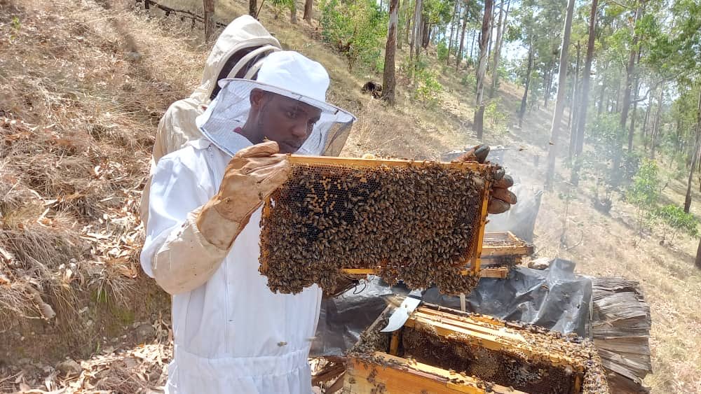 Dear Farmers 🧑‍🌾

Please avoid using pesticides near beehives to protect your crops and Beekeeping livelihoods.🐝🌾

Pesticides harm bees, crucial for pollination, leading to lower yields and financial losses at multiple fronts 

#Beekeeping #GreenBusiness #SustainableFarming