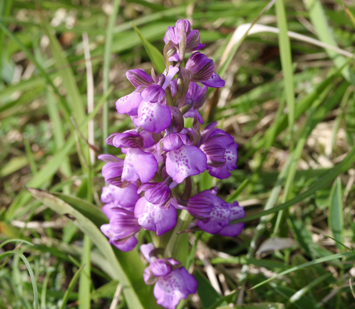 The Green-winged orchids just starting to flower near Snowshill this morning. @ukorchids #wildflowerhour