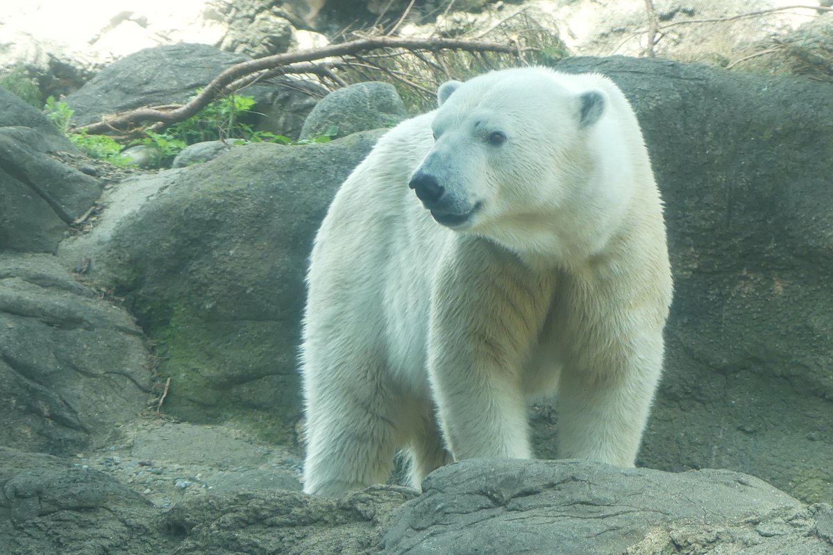 ゴーゴ、何か嬉しいことあったのかな？
📷2024.4.13
#ズーラシア #よこはま動物園 #ZOORASIA
#ホッキョクグマ #ゴーゴ