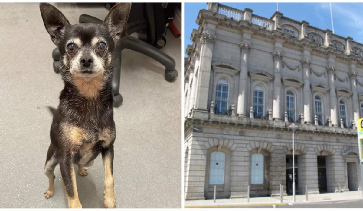 'Is This Your Dog?': Appeal issued for owners of dog who travelled from Portlaoise to Dublin offalyexpress.ie/news/national-…