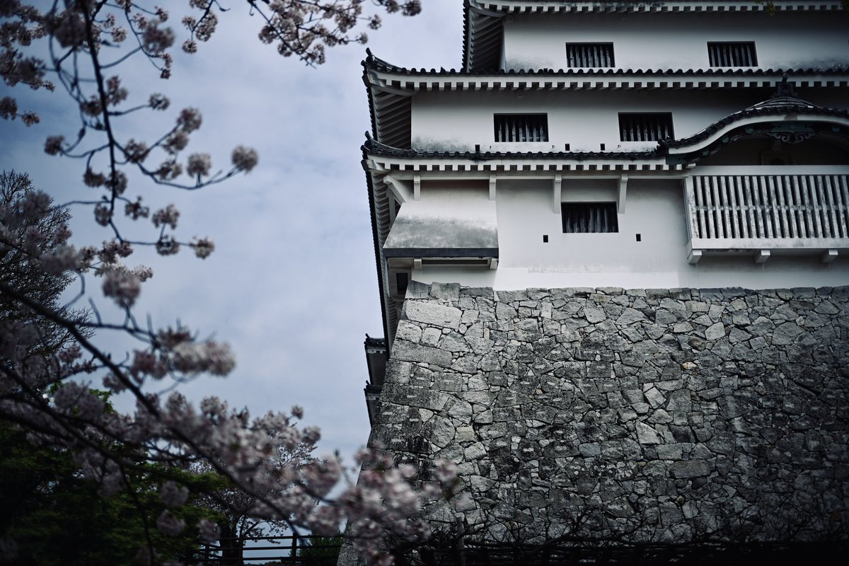 唐津城、2024桜。

#ファインダー超しの私の世界 
#写真で奏でる私の世界 
#ニコン
#Nikon 
#Zf
#nikonzf
#40mm 
#桜 
#佐賀県