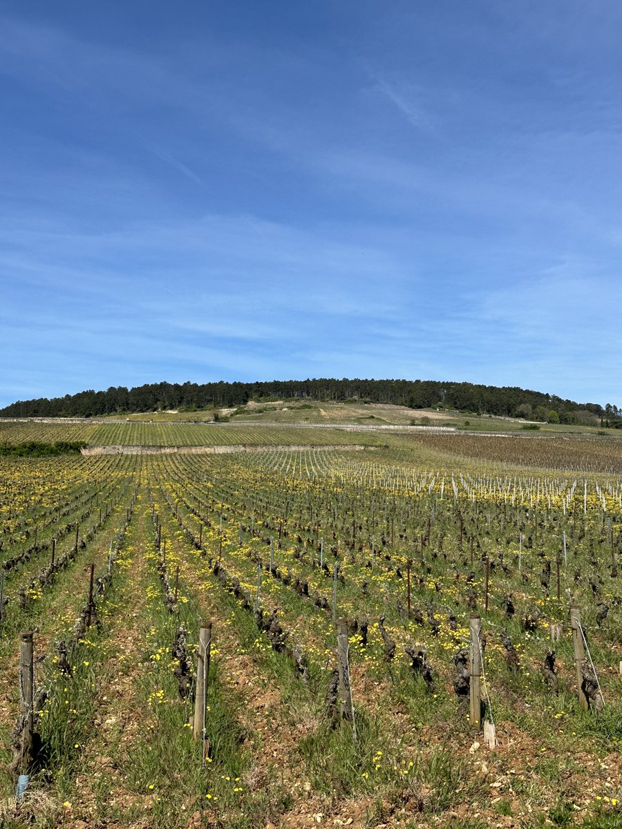 The Thirsty Duke tweet media