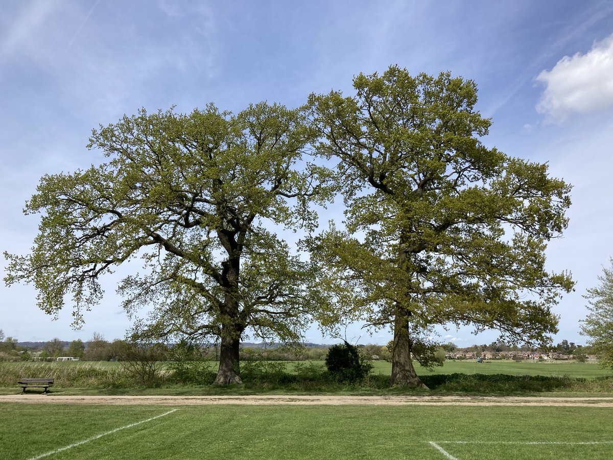 These two oak friends have watched every game of football ever played on this pitch. And given they are both older than the game itself, also whatever was played here before that 🌳🌳