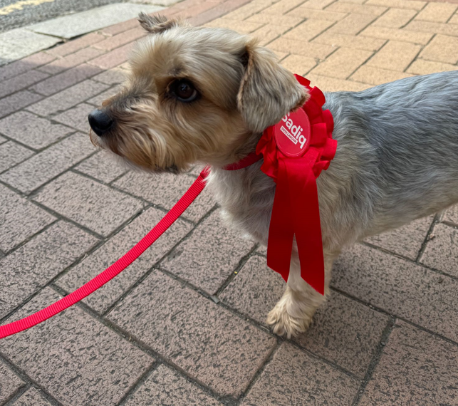 Another busy day of campaigning in Putney is underway. Labour is the only paw-litical party you can trust in London #SadiqKhan #LondonElections2024