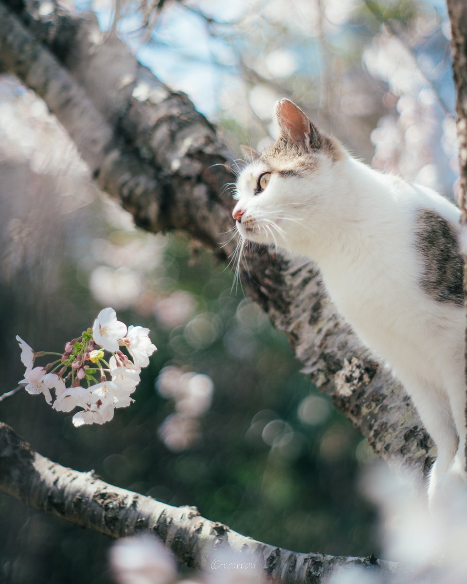 お花見🐈

#猫好きさんと繋がりたい #nekoclub #猫 #cat #ねこ #猫好きさんとつながりたい #猫写真 #CatsOfTwitter #貓 #オールドレンズ