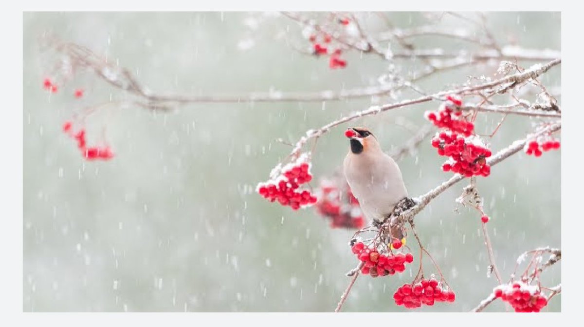 Waxwing and Rowan berries in the snow
Alwin Hardenbol 2018