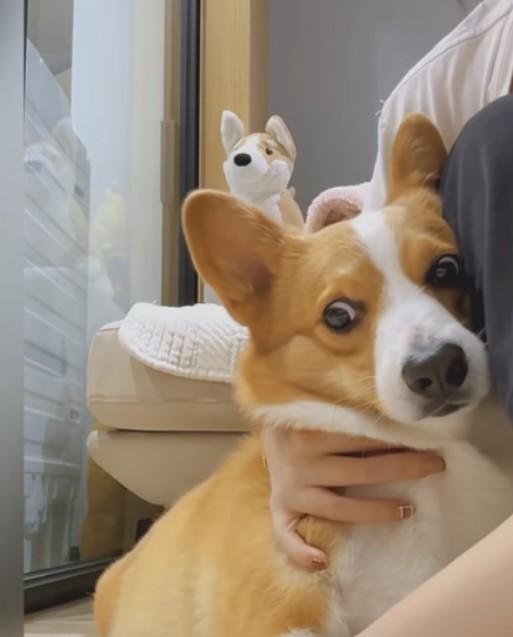 So nice corgi