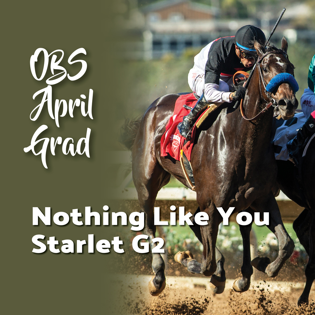 Nothing Like You (Malibu Moon) a 2023 OBS Spring grad purchased for $190k by John Rogitz has had earnings close to $423k in 8 starts. Her most notable wins include: G2 Starlet Stakes and recently the G2 Santa Anita Oaks. Come get your next champion at OBS Spring on April 16 - 19.
