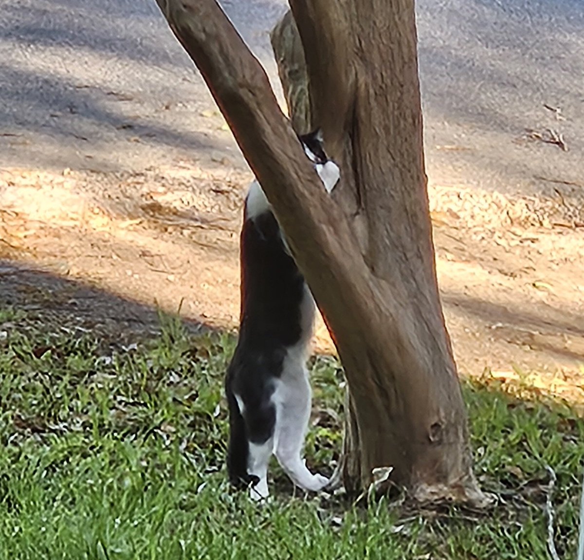 Good morning & Happy Saturday! Our new little baby feral kitty, Tuxie, showed up for breakfast & chased a squirrel up the tree. So cute. 🐈‍⬛