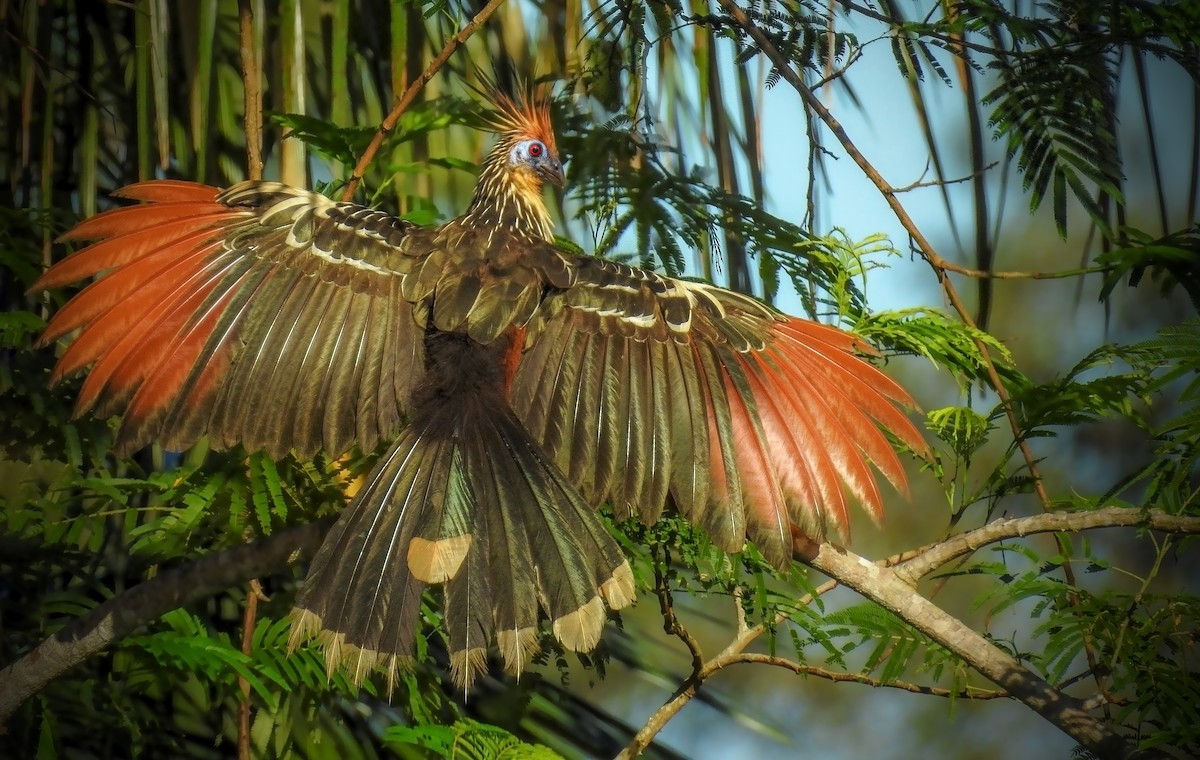 Next BOW webinar: Avian phylogeny: a complete and dynamic tree of birds birdsoftheworld.org/bow/news/webin… Hoatzin © Aisse Gaertner Macaulay Library