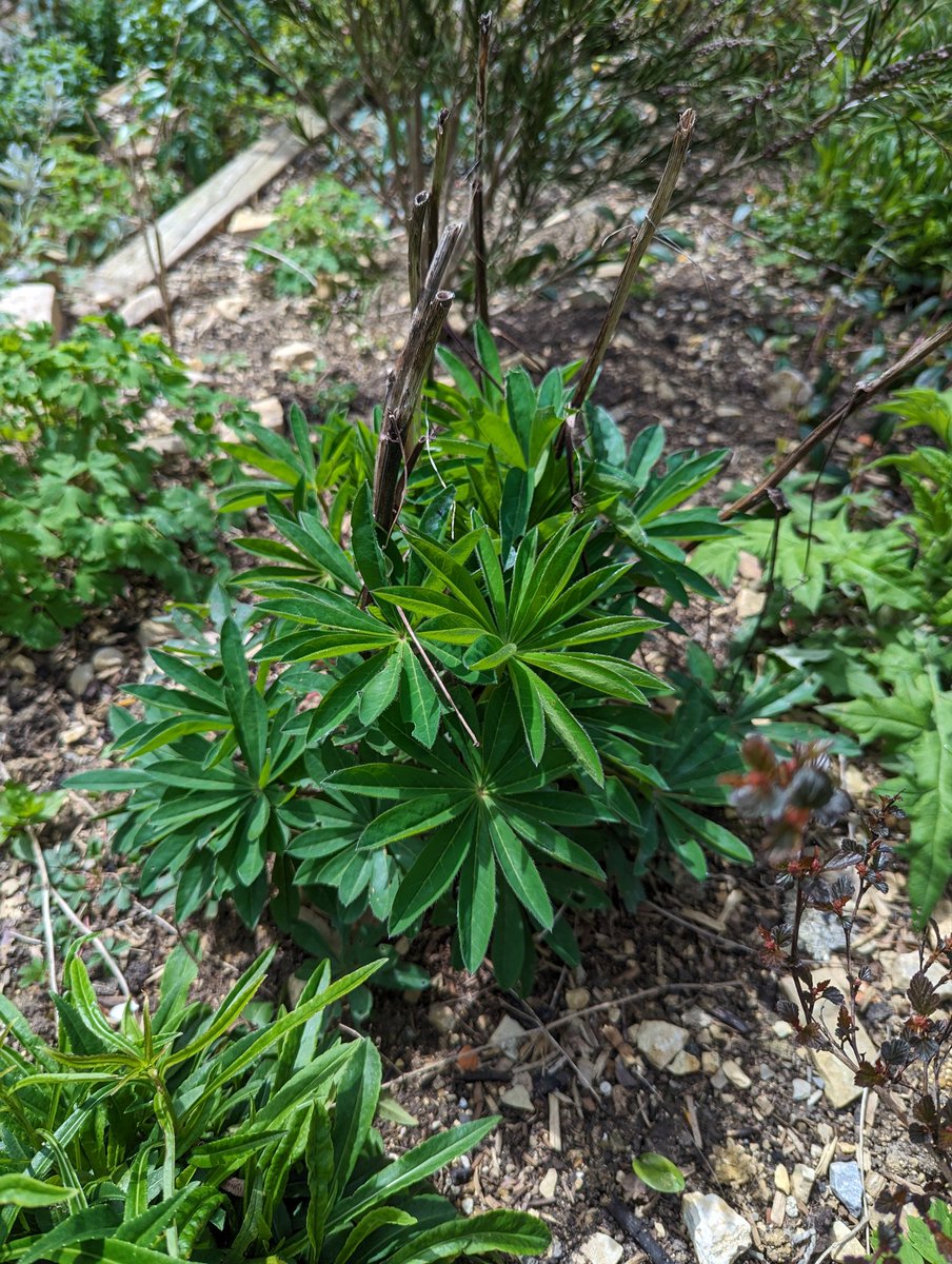 Ex Polytunnelhermit 🌿 tweet media