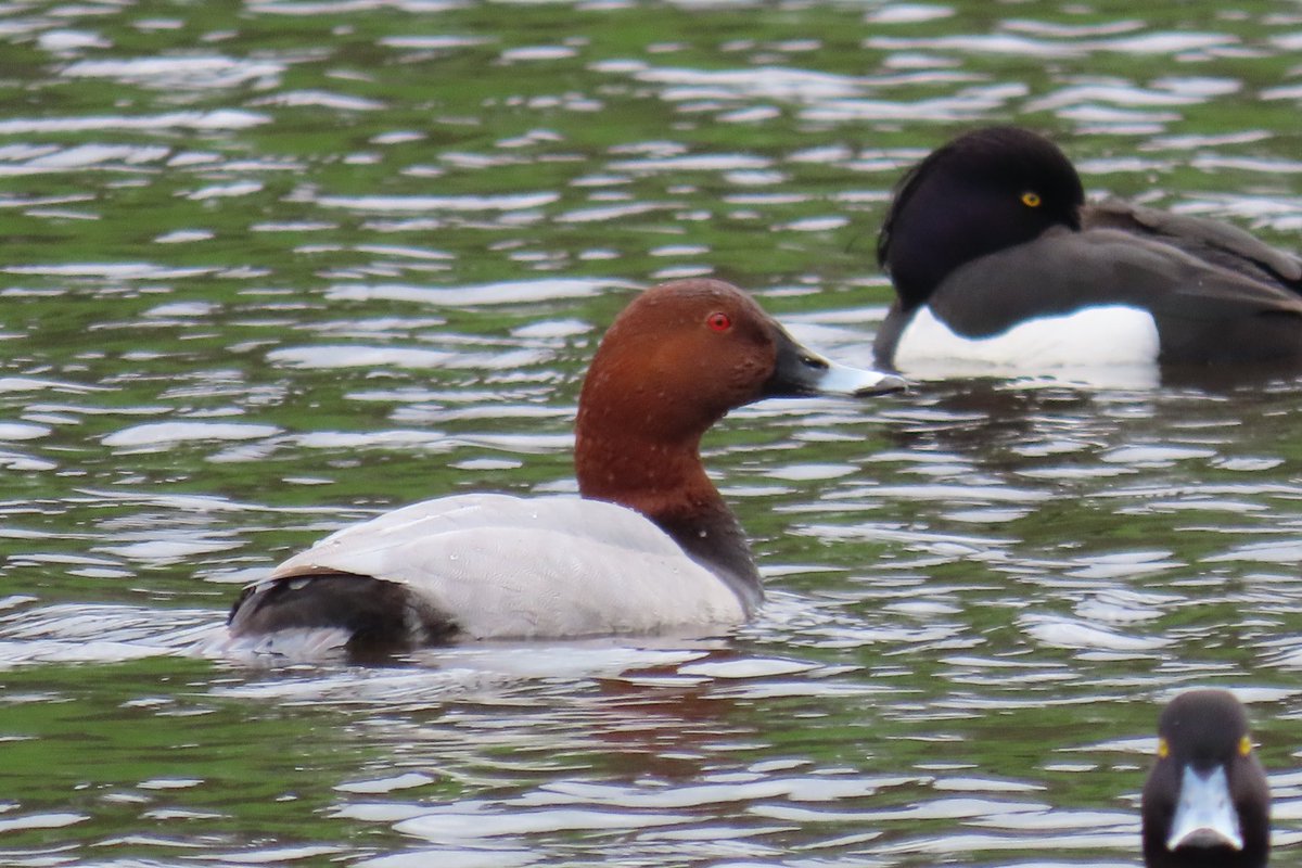 Wasn’t expecting to come across a male pochard on Sefton park lake this morning. Seen them there in the past, but not for a few years now @RSPBLiverpool @ILoveSeftonPark