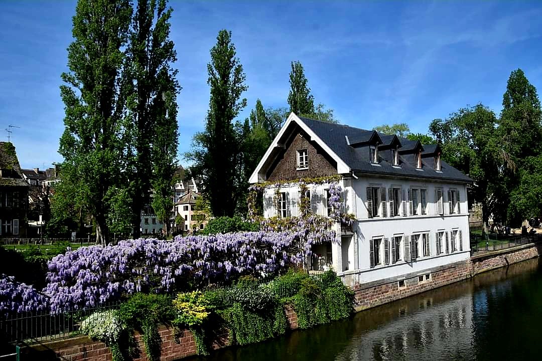 Les maisons aux glycines 🪻🪻🪻de la Petite France à Strasbourg 😍 Je vous souhaite une belle journée 💜