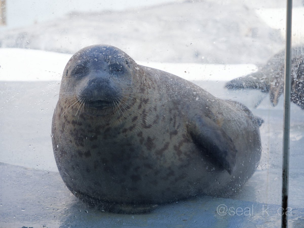 13時のタボタイム
#男鹿水族館 #ゴマフアザラシ
(📷 2024.04.07)