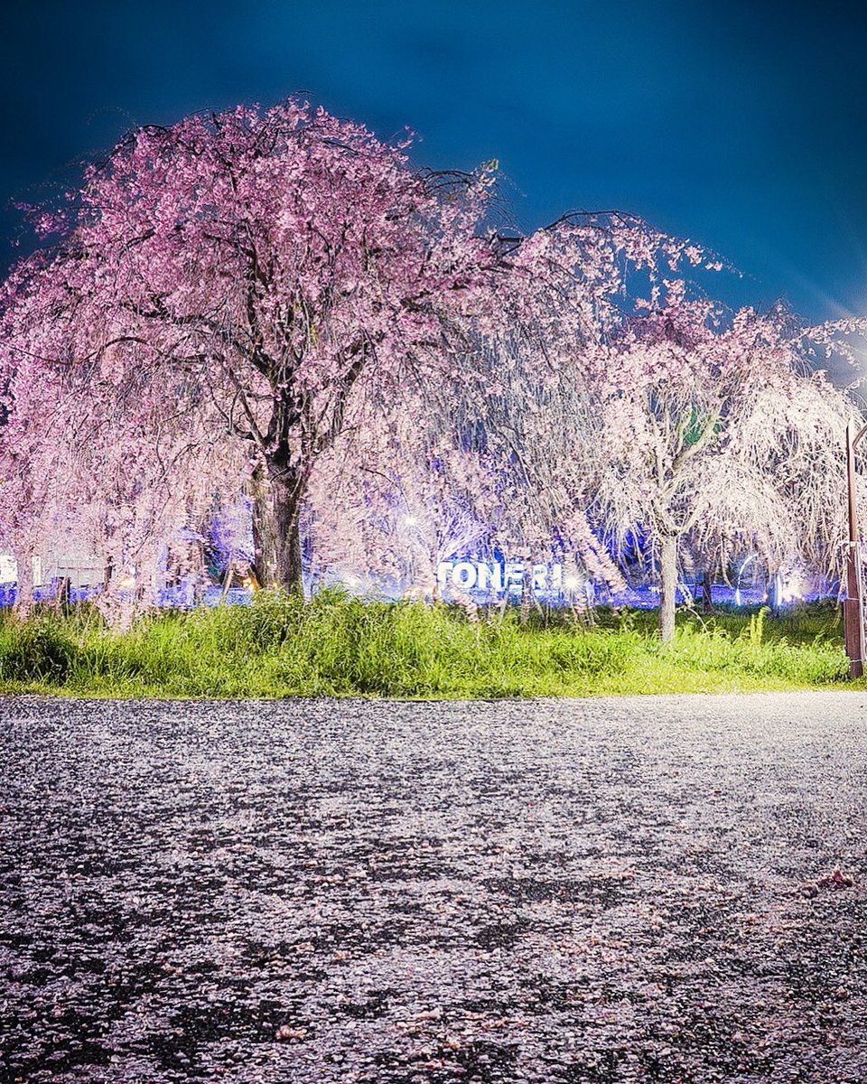 夜のしだれ桜🌸 #桜 #写活