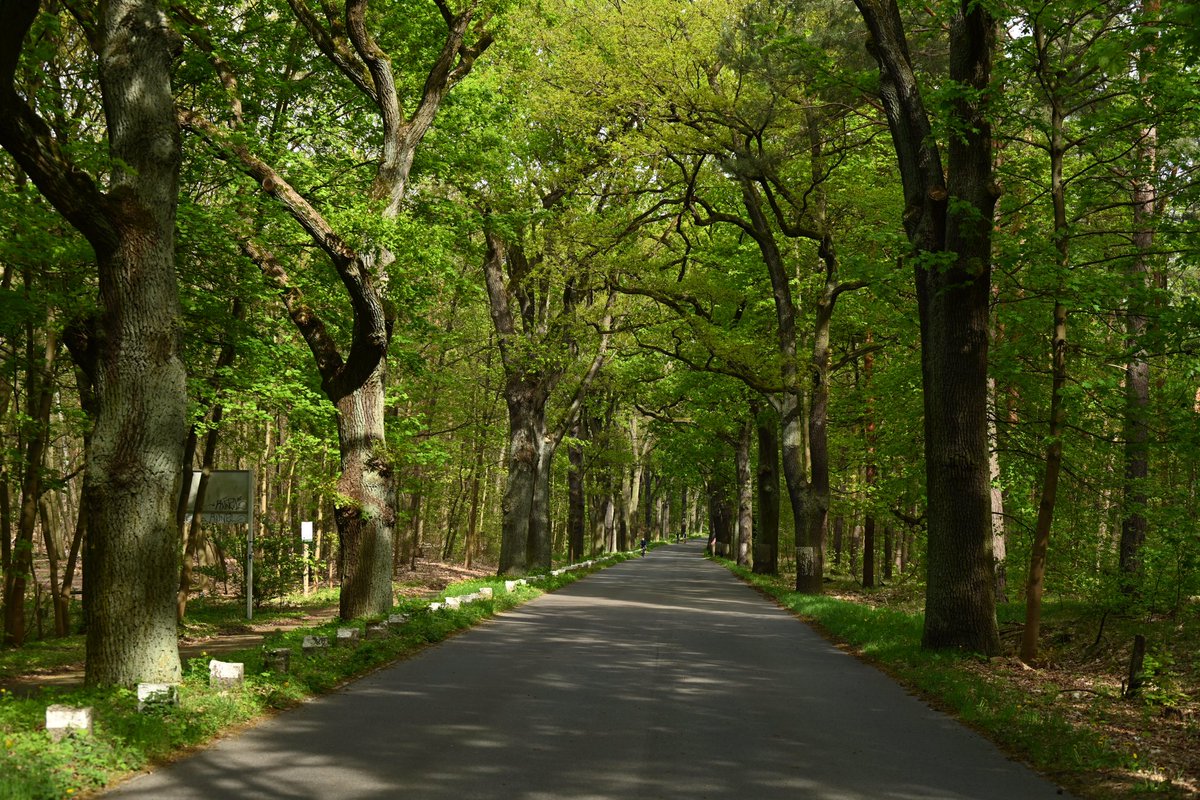 NiccoloTribolo's tweet photo. Alte #Eichen #Allee #Berlin Havelchaussee https://t.co/nncNCGEbex