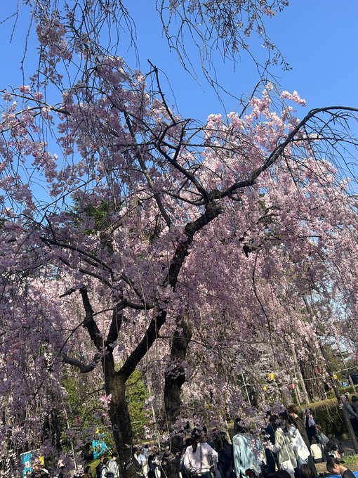 「桜 空」のTwitter画像/イラスト(新着)｜4ページ目