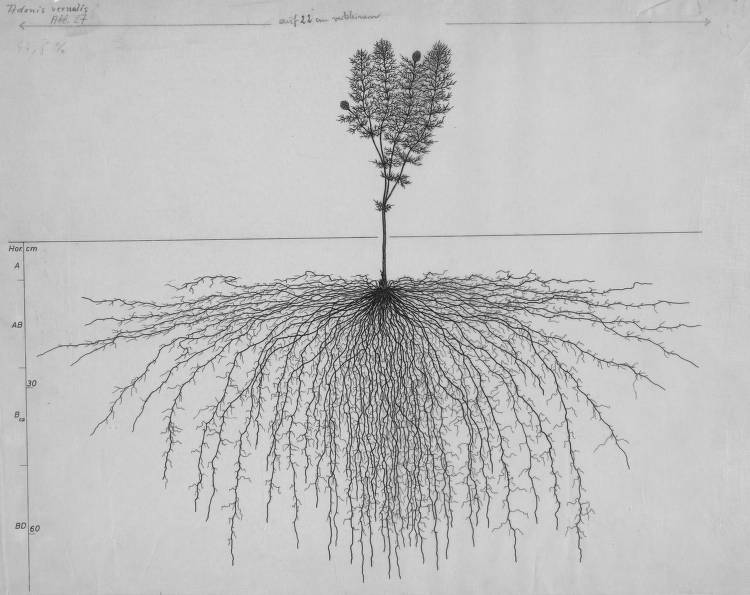 these root system drawings are almost pornographic to any constructal law enjoyer