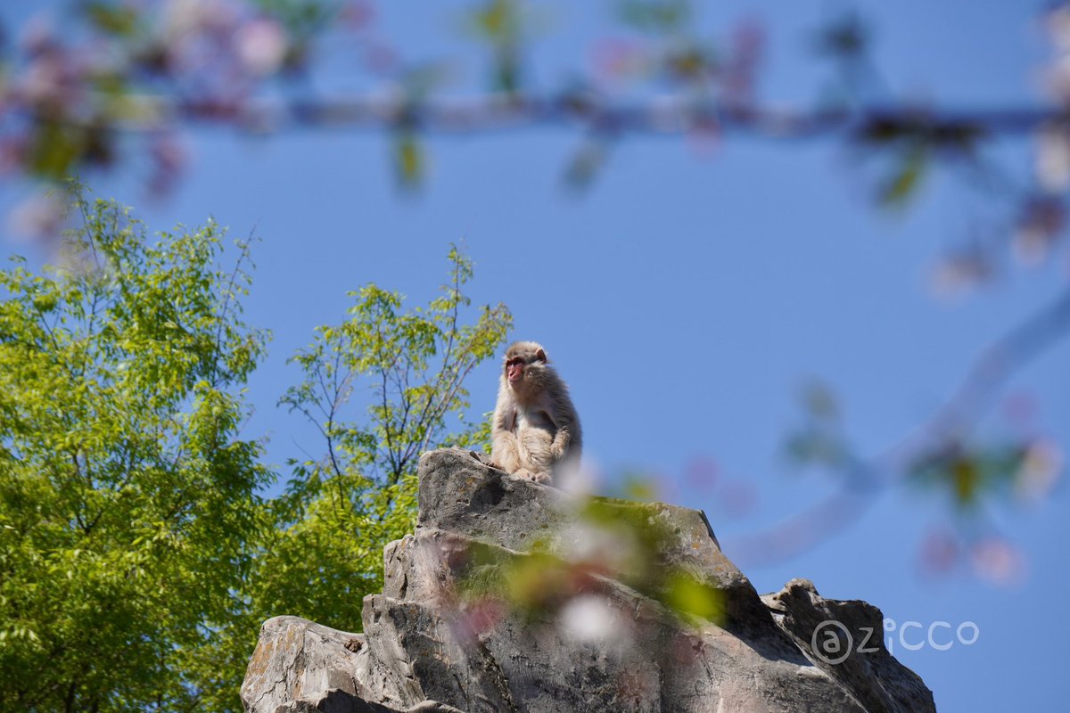 🐒🌸

#ニホンザル
#上野動物園
#2024年4月5日