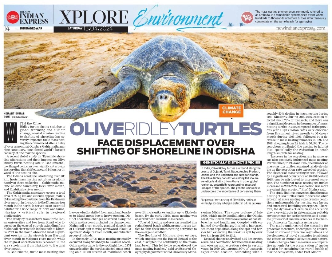#ClimateChange | #OliveRidley turtles face displacement over shifting of shoreline in #Odisha | writes @TheHemantRout in #Xplore Environment @NewIndianXpress @santwana99 @Siba_TNIE Link: shorturl.at/aimGW